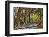 USA, Virginia, Shenandoah National Park, fall color in the park-Hollice Looney-Framed Photographic Print