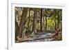 USA, Virginia, Shenandoah National Park, fall color in the park-Hollice Looney-Framed Photographic Print