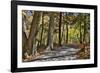 USA, Virginia, Shenandoah National Park, fall color in the park-Hollice Looney-Framed Photographic Print