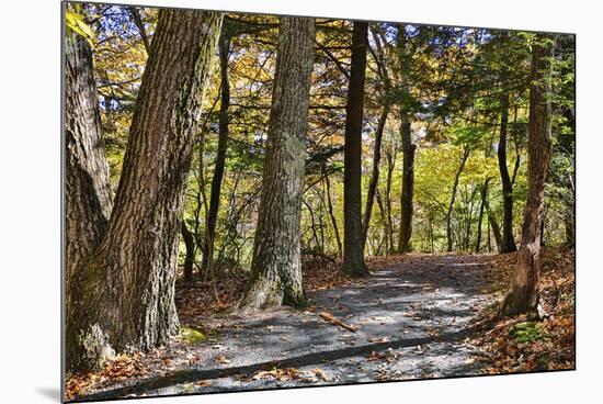 USA, Virginia, Shenandoah National Park, fall color in the park-Hollice Looney-Mounted Photographic Print