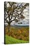 USA, Virginia, Shenandoah National Park, fall color-Hollice Looney-Stretched Canvas