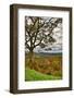 USA, Virginia, Shenandoah National Park, fall color-Hollice Looney-Framed Photographic Print