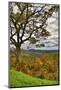 USA, Virginia, Shenandoah National Park, fall color-Hollice Looney-Mounted Photographic Print