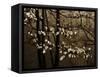 USA, Virginia, Shenandoah NP. Dogwood Blossoms in the Mist-Bill Young-Framed Stretched Canvas
