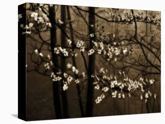 USA, Virginia, Shenandoah NP. Dogwood Blossoms in the Mist-Bill Young-Stretched Canvas