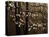 USA, Virginia, Shenandoah NP. Dogwood Blossoms in the Mist-Bill Young-Stretched Canvas