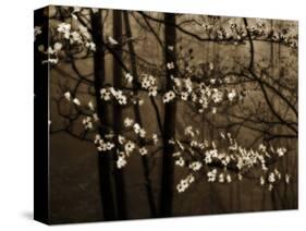 USA, Virginia, Shenandoah NP. Dogwood Blossoms in the Mist-Bill Young-Stretched Canvas