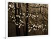 USA, Virginia, Shenandoah NP. Dogwood Blossoms in the Mist-Bill Young-Framed Photographic Print