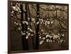 USA, Virginia, Shenandoah NP. Dogwood Blossoms in the Mist-Bill Young-Framed Photographic Print