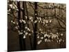 USA, Virginia, Shenandoah NP. Dogwood Blossoms in the Mist-Bill Young-Mounted Photographic Print