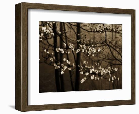 USA, Virginia, Shenandoah NP. Dogwood Blossoms in the Mist-Bill Young-Framed Photographic Print