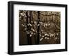 USA, Virginia, Shenandoah NP. Dogwood Blossoms in the Mist-Bill Young-Framed Photographic Print