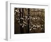 USA, Virginia, Shenandoah NP. Dogwood Blossoms in the Mist-Bill Young-Framed Photographic Print