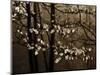 USA, Virginia, Shenandoah NP. Dogwood Blossoms in the Mist-Bill Young-Mounted Photographic Print