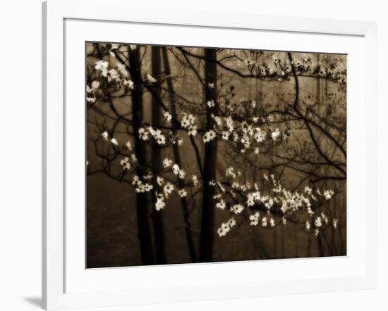 USA, Virginia, Shenandoah NP. Dogwood Blossoms in the Mist-Bill Young-Framed Photographic Print