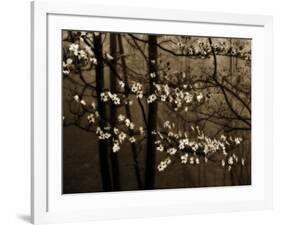 USA, Virginia, Shenandoah NP. Dogwood Blossoms in the Mist-Bill Young-Framed Photographic Print