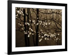 USA, Virginia, Shenandoah NP. Dogwood Blossoms in the Mist-Bill Young-Framed Photographic Print