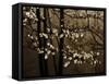 USA, Virginia, Shenandoah NP. Dogwood Blossoms in the Mist-Bill Young-Framed Stretched Canvas