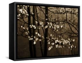 USA, Virginia, Shenandoah NP. Dogwood Blossoms in the Mist-Bill Young-Framed Stretched Canvas