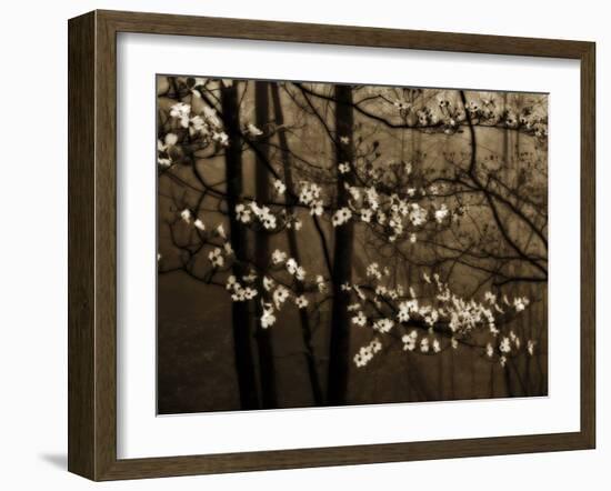 USA, Virginia, Shenandoah NP. Dogwood Blossoms in the Mist-Bill Young-Framed Photographic Print