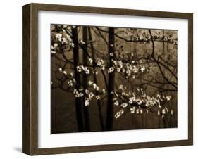 USA, Virginia, Shenandoah NP. Dogwood Blossoms in the Mist-Bill Young-Framed Photographic Print