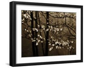 USA, Virginia, Shenandoah NP. Dogwood Blossoms in the Mist-Bill Young-Framed Photographic Print