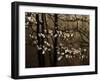 USA, Virginia, Shenandoah NP. Dogwood Blossoms in the Mist-Bill Young-Framed Photographic Print