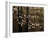 USA, Virginia, Shenandoah NP. Dogwood Blossoms in the Mist-Bill Young-Framed Photographic Print