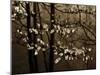USA, Virginia, Shenandoah NP. Dogwood Blossoms in the Mist-Bill Young-Mounted Photographic Print