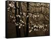 USA, Virginia, Shenandoah NP. Dogwood Blossoms in the Mist-Bill Young-Framed Stretched Canvas