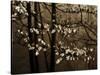 USA, Virginia, Shenandoah NP. Dogwood Blossoms in the Mist-Bill Young-Stretched Canvas