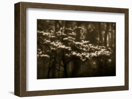 USA, Virginia, Shenandoah NP. Dogwood Blossoms in the Mist-Bill Young-Framed Photographic Print