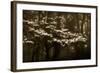 USA, Virginia, Shenandoah NP. Dogwood Blossoms in the Mist-Bill Young-Framed Photographic Print