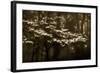 USA, Virginia, Shenandoah NP. Dogwood Blossoms in the Mist-Bill Young-Framed Photographic Print