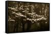 USA, Virginia, Shenandoah NP. Dogwood Blossoms in the Mist-Bill Young-Framed Stretched Canvas