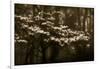 USA, Virginia, Shenandoah NP. Dogwood Blossoms in the Mist-Bill Young-Framed Photographic Print