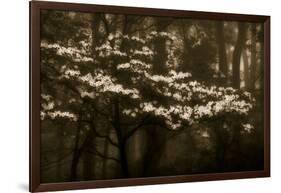 USA, Virginia, Shenandoah NP. Dogwood Blossoms in the Mist-Bill Young-Framed Photographic Print