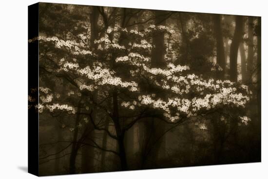 USA, Virginia, Shenandoah NP. Dogwood Blossoms in the Mist-Bill Young-Stretched Canvas