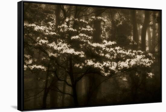 USA, Virginia, Shenandoah NP. Dogwood Blossoms in the Mist-Bill Young-Framed Stretched Canvas