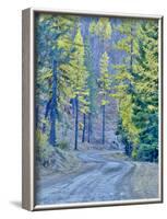 USA, WA, Cle Elum, Kittitas County. Forest road through the forest of western larch trees.-Julie Eggers-Framed Photographic Print