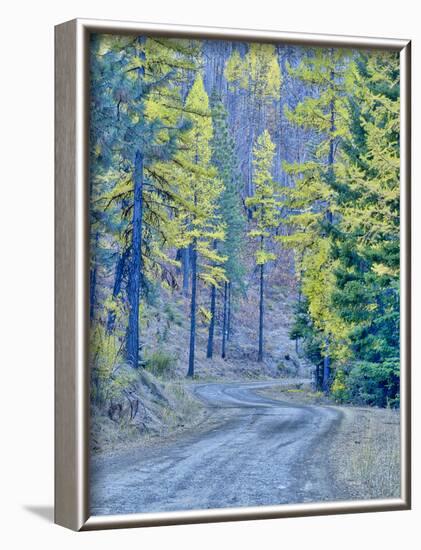 USA, WA, Cle Elum, Kittitas County. Forest road through the forest of western larch trees.-Julie Eggers-Framed Photographic Print