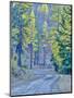 USA, WA, Cle Elum, Kittitas County. Forest road through the forest of western larch trees.-Julie Eggers-Mounted Photographic Print