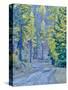 USA, WA, Cle Elum, Kittitas County. Forest road through the forest of western larch trees.-Julie Eggers-Stretched Canvas