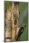 USA, WA. Female Hairy Woodpecker (Picoides villosus) at nest chick in western Washington.-Gary Luhm-Mounted Photographic Print