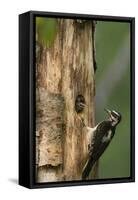 USA, WA. Female Hairy Woodpecker (Picoides villosus) at nest chick in western Washington.-Gary Luhm-Framed Stretched Canvas