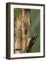 USA, WA. Female Hairy Woodpecker (Picoides villosus) at nest chick in western Washington.-Gary Luhm-Framed Photographic Print