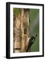 USA, WA. Female Hairy Woodpecker (Picoides villosus) at nest chick in western Washington.-Gary Luhm-Framed Photographic Print