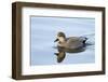 USA, Wa, Jaunita Bay Wetlands, Gadwall Duck, Male-Jamie & Judy Wild-Framed Photographic Print