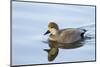 USA, Wa, Jaunita Bay Wetlands, Gadwall Duck, Male-Jamie & Judy Wild-Mounted Photographic Print