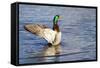 USA, WA, Jaunita Bay Wetlands, Mallard duck, male (Anas paltyrhynchos).-Jamie & Judy Wild-Framed Stretched Canvas